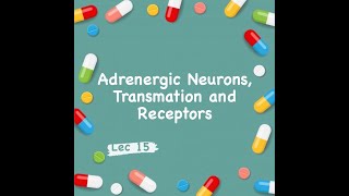 Pharmacology Revision Adrenergic Neurons  Transmission and Receptors Lec 14 [upl. by Randy25]