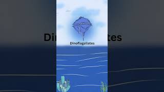 Dinoflagellates  Oceans light show  Vectenadmy facts shortseducation [upl. by Eillil]