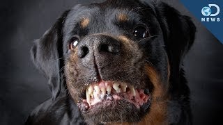 Are Some Dog Breeds More Aggressive [upl. by Gradeigh]