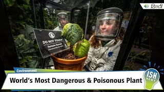 World’s Most Dangerous amp Poisonous Plant  ISH News [upl. by Attenat660]