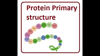 Primary Structure of Proteins  2024 [upl. by Neelloc]