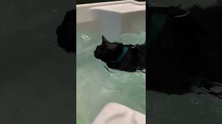 Cat Funny Videos 🐱 cat 😸 babycats Part 5923 [upl. by Rhys]