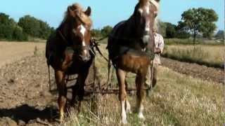 Orka konna  Horse ploughing [upl. by Elyac]