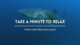 Take a Minute XXXIX Whale shark Rhincodon typus [upl. by Askari]