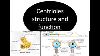 Centrioles structure and function lecture2019 [upl. by Airebma808]