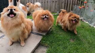 Pomeranian Zwergspitz Puppies from Swiss Breeding [upl. by Studdard]