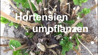 Hortensien umpflanzen Hortensien verpflanzen Wann Hortensien umsetzen pflanzen einpflanzen [upl. by Akinuahs927]