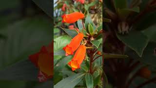 Gloxinia sylvatica gloxinia Gloxiniasylvatica boliviansunsetgloxinia flowers meghalaya [upl. by Anilegna]