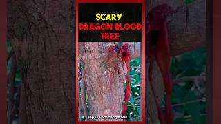 Scary dragon blood tree 😱😧 [upl. by Weintrob]