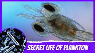 Microscopic Giants The Secret Life of Plankton [upl. by Sella]