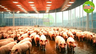 Amazing Worlds Biggest SingleBuilding Pig Farm 2024 Modern HighTech Pig Farming 2024 [upl. by Aseyt724]