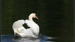 Richard Clayderman The Swan [upl. by Ettedo410]