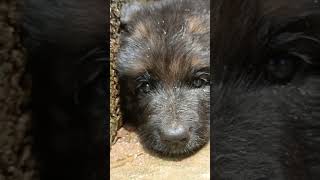 Jackey Settaigal😍🐶  Day 2  Romba veyil overa irukkuthu😚  Germanshepherd  Dogvideos 🐶 [upl. by Elocan698]