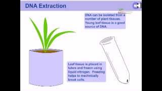 DNA extraction from plants [upl. by Ennovyahs]