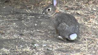 Wild Cottontail Rabbit nature series zoomed closeup realtime HD 30 sec V10231 [upl. by Cartie915]