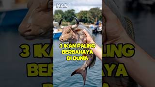 3 ikan paling berbhaya di dunia Nomor 3 bahaya banget shorts [upl. by Myo]