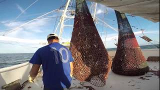 NOAA Fisheries Service Galveston Laboratory Shrimp Fishery Observer Protocol [upl. by Kreiner]