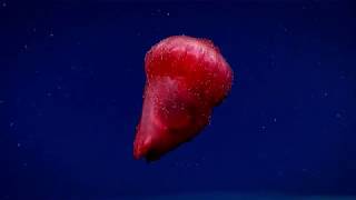 Enypniastes eximia  the swimming sea cucumber [upl. by Arabrab]