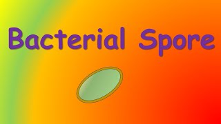 bacterial spore [upl. by Zitah861]