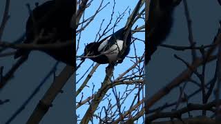 Wild Magpie call bird sounds part1 [upl. by Urbano922]