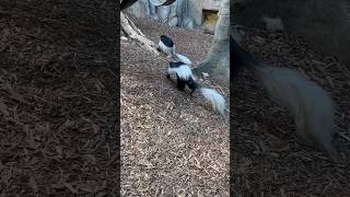 Colobus monkey🇨🇦canada calgary albertacanada animals [upl. by Dralliw596]