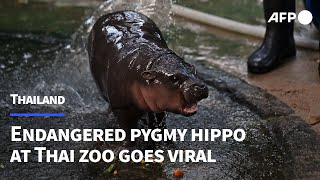 Endangered pygmy hippo at Thai zoo goes viral  AFP [upl. by Eiro778]