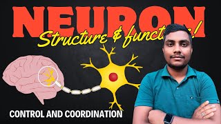 Neuron structure and function  Control and Coordination Class10  Reeshab Rabidas [upl. by Aikal]