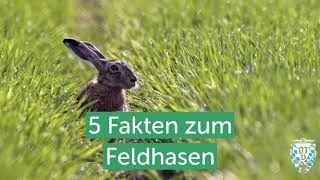 5 Fakten über den Feldhasen [upl. by Ollayos]