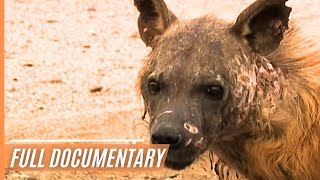 Namibia’s Wild Skeleton Coast  Dangerous and Wild  Full Documentary [upl. by Bouchard]