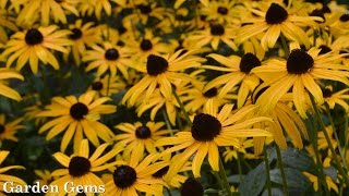 Blackeyed susan Rudbeckia fulgida Goldstrum [upl. by Enaid]