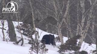 Kamchatka Bear 2014 trailer [upl. by Ayekahs]