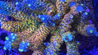 Expert Guide Fragging Rare HighEnd Acropora Tenuis Like a Pro StepbyStep [upl. by Lladnik216]