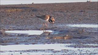 Common Ringed Plover eating worms [upl. by Cusack]