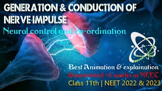 Generation and Conduction of Nerve Impulses  Neural Control and Coordination Class 11  NEET 2022 [upl. by Llecrep]