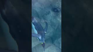 The silly yet cute macaroni penguin in calgaryzoo penguin [upl. by Nylzaj570]