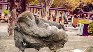 S2E050｜Rola sees a mini train pass byMonta are you having toothaches｜Gorilla｜CHIBA ZOO｜千葉市動物公園ゴリラ [upl. by Grizel]