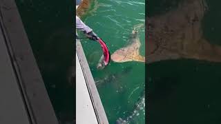 Handfeeding sharks and tarpon fishingvideo sharks [upl. by Ainitsirc738]