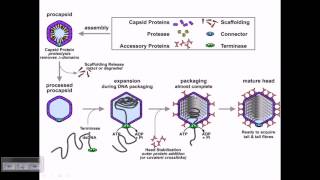 Assembly of T4 phage particles [upl. by Rox]