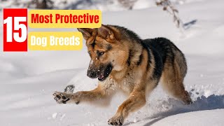 15 Most Protective Dog Breeds [upl. by Obediah]