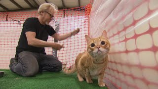 How Ridiculous Was Filming the MythBusters Herding Cats Episode [upl. by Reniti]