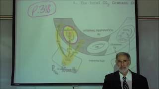 RESPIRATORY PHYSIOLOGY TRANSPORT OF CO2 IN THE BLOODSTREAM by Professor Fink [upl. by Caralie]