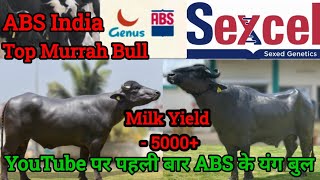 ABS worldwide milk beauty new murrah bull releaseABS के टॉप रिकॉर्डेड बुल का सीमेन बहुत कम रेट में [upl. by Bravin]