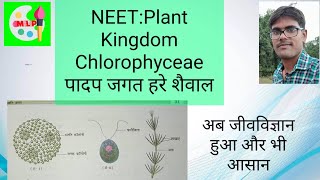 ChlorophyceaeGreen Algae Plant Kingdom।Class 11। Hindi medium। क्लोरोफाइसी।हरे शैवाल।पादप जगत। [upl. by Noid]