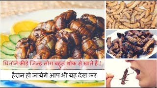 Insect Dishes  घिनोने कीड़े जिन्ह लोग बहुत शोक से खाते है [upl. by Wartow]