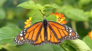 Schmetterling Monarch Danaus plexippus [upl. by Sessilu]