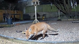 One of the foxes mooching around the garden at night [upl. by Lexa]