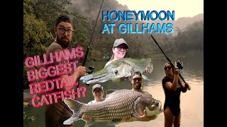 Gillhams Fishery Thailand February 2022  The Honeymoon Session GILLHAMS BIGGEST REDTAIL [upl. by Nottus929]