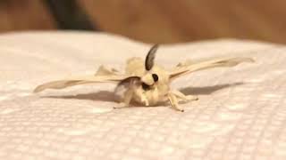 Adorable fuzzy silk moth [upl. by Linnell507]