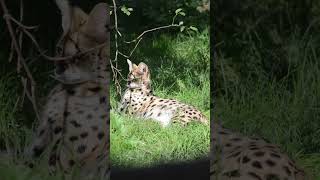 Serval at Howletts serval howletts animals wildlife cats zoo daysout shorts [upl. by Maite664]