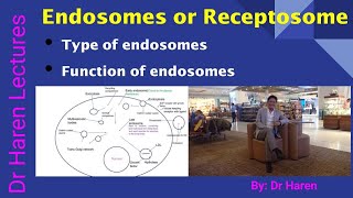 Endosomes or Receptosome [upl. by Nerty]